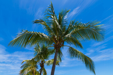 Palm tree, Noumea, New Caledonia