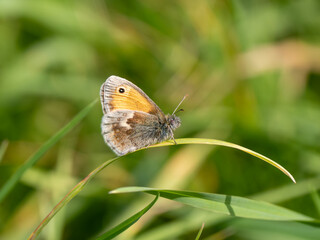 Small Heath Butterfly Resting on a Grass Leaf