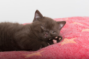 Liegendes Britisch Kurzhaar Kitten in der Farbe Chocolate