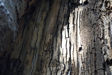 木の表面の質感