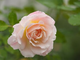 薄ピンクのバラ　シュシュ