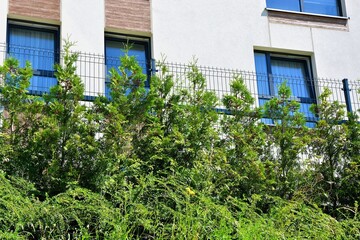 A fence overgrown with thuja trees on a hill separating a residential building