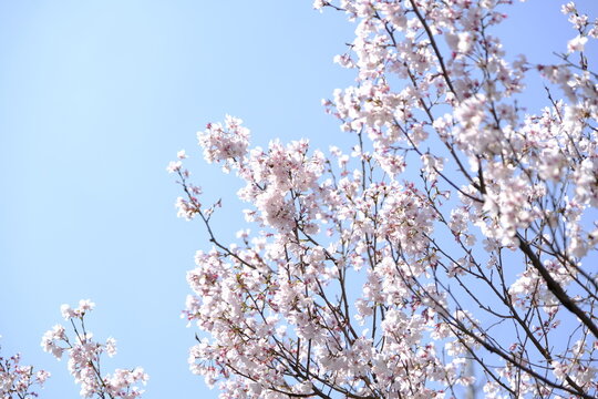 Printemps au Japon, où un majestueux cerisier en fleurs, connu sous le nom de sakura, domine le paysage. Ses délicates fleurs de cerisier, teintées de rose et de blanc, épanouissent avec le vent.