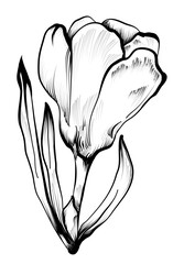 hand-drawn crocus flower, saffron illustration