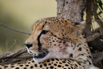 african wildlife, cheetah