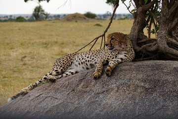african wildlife, cheetah