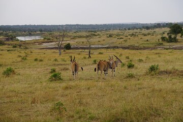 african wildlife, eland antelopes