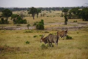 african wildlife, eland antelopes