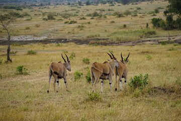 Naklejka na ściany i meble african wildlife, eland antelopes
