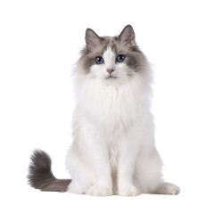 Pretty bicolor Ragdoll cat, sitting up facing front. Looking at camera with dark blue eyes....