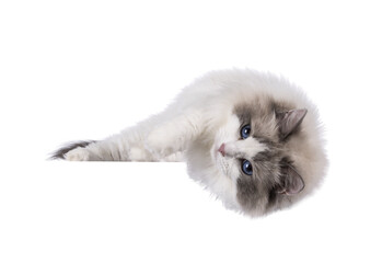 Obraz premium Pretty bicolor Ragdoll cat, laying down side ways over edge. Looking at camera with dark blue eyes. Isolated cutout on a white background.