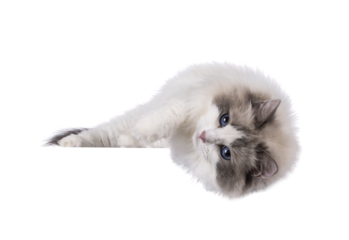 Pretty bicolor Ragdoll cat, laying down side ways over edge. Looking at camera with dark blue eyes. Isolated cutout on a white background.