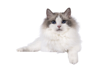 Pretty bicolor Ragdoll cat, laying down side ways on an edge. Paw hanging down over edge. Looking...
