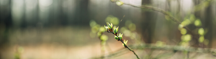 Young Spring Unblown Buds Growing In Branch Of Tree. Spring Concept Of Revival. Vital Spring Theme. Buds Bloom On Branches In Spring, Panoramic View.