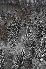 Winter landscape with forest and snow Estonia, Northern-Europe, western taiga forest.