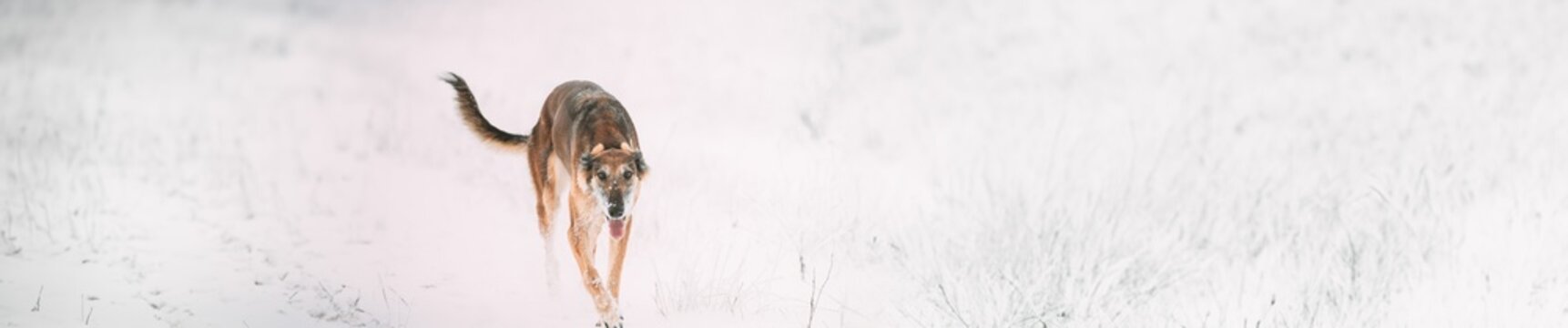 Hunting Sighthound Hortaya Borzaya Dog During Hare-hunting At Winter Day In Snowy Field.