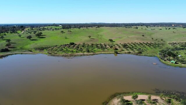 Aerial view of reservoir of the Barcena stream for irrigation of a farm for olive tree cultivation in Beas village between the pastures and green meadows of the province of Huelva , Andalusia, Spain