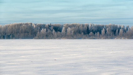 Winter landscape with trees and snow on the field - Estonia, Northern-Europe, Boreal forest.