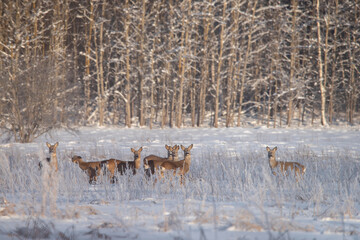 The roe deer (Capreolus capreolus)  in the winter- seven deers on a field	
