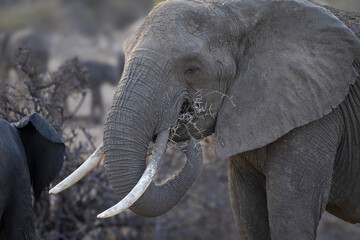 African bush elephant (Loxodonta africana) feeding on a dry, thorny acacia (Vachellia) plant....