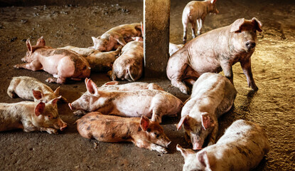 Masses Breeder pig with dirty body, Many Pig's body.Big pig on a farm in a pigsty, young big crowd...