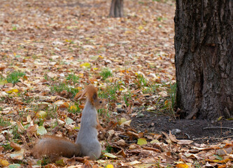 Portrait of cute red squirrel standing on green grass by pine tree in park or forest, copy space