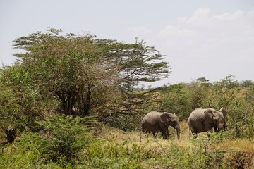 african wildlife, elephant, acacia trees