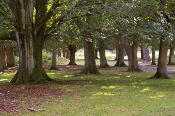 Views of a copse in the New Forest, Hampshire