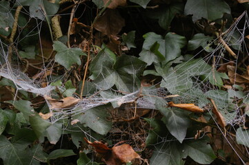 Frozen Spiders Web