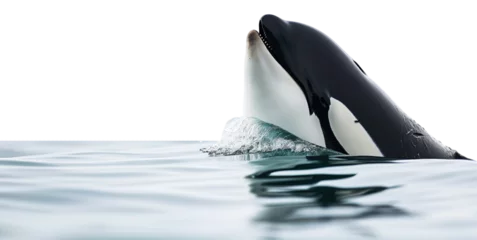 Papier Peint photo Orca An orca whale head looking out of the water surface of the sea isolated on a white background