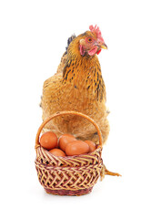 Chicken near a basket with eggs.