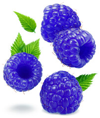 Set of blue raspberries and raspberry leaves isolated on white background.