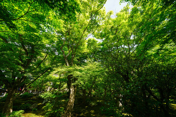 圓光寺の境内の新緑の風景 - obrazy, fototapety, plakaty