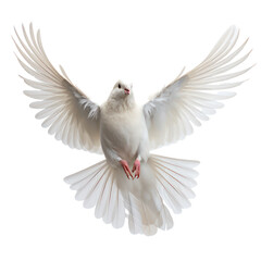 White dove flying