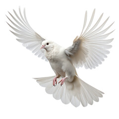 Fototapeta premium Dove of peace isolated on white background