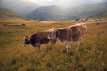 Cows in the Dolomite grazing on beautiful green meadow. Scenery from Passo Rolle.