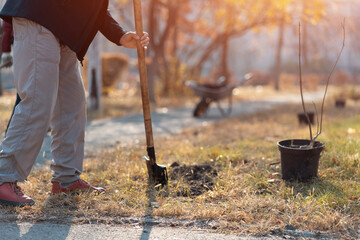 planting new trees with gardening tools or man with shovel digging ground