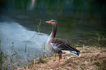 Duck on the lake in Alegghe, Dolomites, Italy.