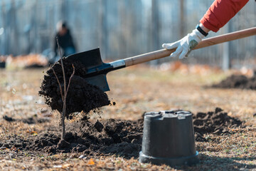 closeup of volunteer hands in gloves planting new tree with shovel in city
