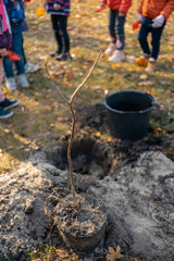 afforestation or children learn or help to planting tree sapling outdoor