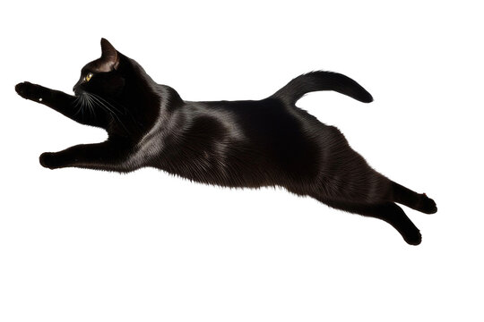 a high quality stock photograph of a single flying black cat waving with his paw isolated on a transparant or white background