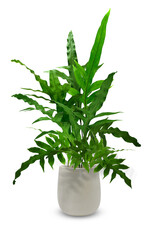 Small green trees grow in white metal pots. ,aloe vera plant