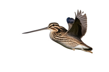 a high quality stock photograph of a single flying spread winged noble snipe isolated on a transparant or white background