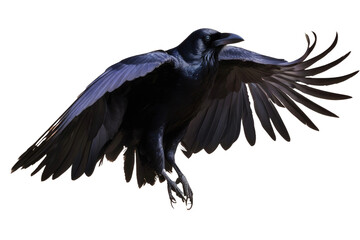 Fototapeta premium a high quality stock photograph of a single flying spread winged raven isolated on a transparant or white background
