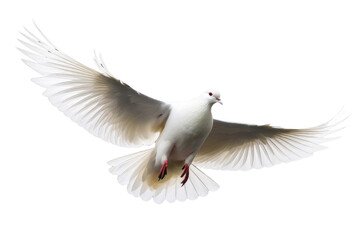 Obraz premium a high quality stock photograph of a single flying spread winged white pigeon isolated on a transparant or white background
