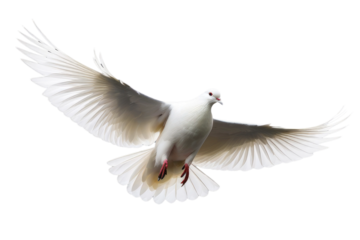 a high quality stock photograph of a single flying spread winged white pigeon isolated on a transparant or white background