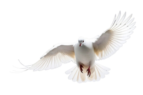 a high quality stock photograph of a single flying spread winged white pigeon isolated on a transparant or white background