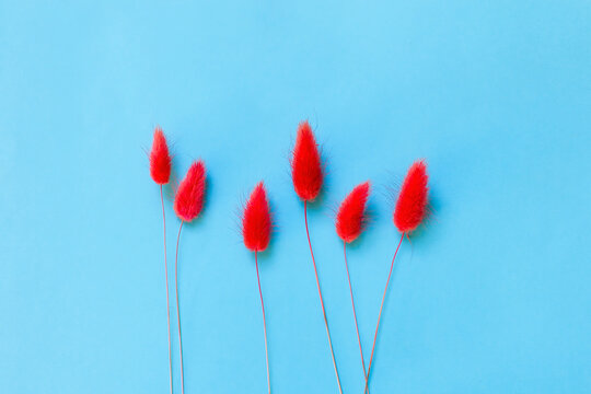 Red fluffy dried flowers on a bright blue background with space for a copy. Postcard with flowers, minimalism, photography with space for copy. Banner with red wildflowers on a blue background