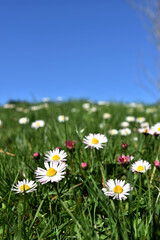 Field of Daisy Flowers on a Sunny Day with Blue Sky