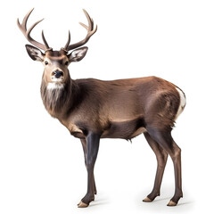 Fototapeta premium Red deer stag in front of a white background.